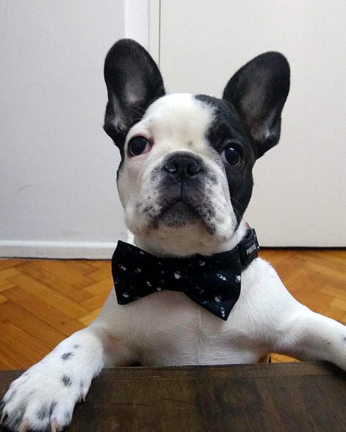 Collar con Moño Apolo